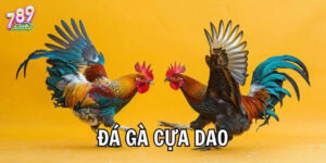 Đôi nét đặc sắc về Đá Gà Cựa Dao 789Club