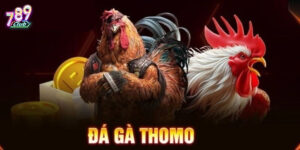 Hướng dẫn cách chơi Đá Gà Thomo 789Club
