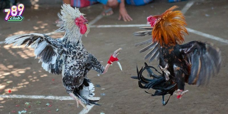 Kinh nghiệm chơi Đá Gà Trực Tiếp 789Club từ chuyên gia